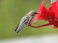 Anna Hummingbird feeding from the feeder Royalty Free Stock Photo
