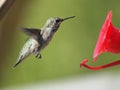 Anna Hummingbird feeding on the fly from the feeder