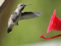 Anna Hummingbird feeding on the fly from the feeder Royalty Free Stock Photo