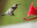 Anna Hummingbird feeding on the fly from the feeder