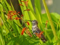 Anna Hummingbird feeding from red crocosmia flowers Royalty Free Stock Photo