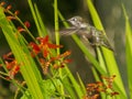 Anna Hummingbird feeding from red crocosmia flowers Royalty Free Stock Photo