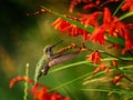 Anna Hummingbird feeding from red crocosmia flowers Royalty Free Stock Photo