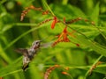 Anna Hummingbird feeding from red crocosmia flowers