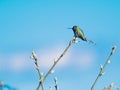 Anna hummingbird perched on the branch Royalty Free Stock Photo