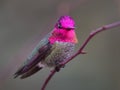 Anna Hummingbird perching on tree branch