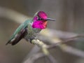 Anna Hummingbird perching on tree branch