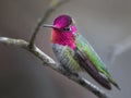 Anna Hummingbird perching on tree branch