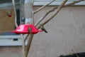 California Wildlife Series - Anna Hummingbirds at feeder - Calypte Anna