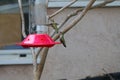 California Wildlife Series - Anna Hummingbirds at feeder - Calypte Anna