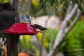 California Wildlife Series - Anna Hummingbirds at feeder - Calypte Anna