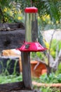 California Wildlife Series - Anna Hummingbirds at feeder - Calypte Anna
