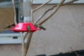 California Wildlife Series - Anna Hummingbirds at feeder - Calypte Anna