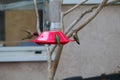 California Wildlife Series - Anna Hummingbirds at feeder - Calypte Anna