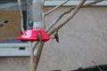 California Wildlife Series - Anna Hummingbirds at feeder - Calypte Anna