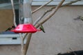 California Wildlife Series - Anna Hummingbirds at feeder - Calypte Anna