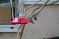 California Wildlife Series - Anna Hummingbirds at feeder - Calypte Anna