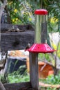 California Wildlife Series - Anna Hummingbirds at feeder - Calypte Anna