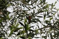 California Wildlife Series - Anna Hummingbirds perched on a branch - Calypte Anna