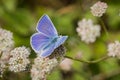 Anna's Blue (Plebejus anna) butterfly sitting on a Seaside Buckwheat (Eriogonum latifolium) wildflower, Marin Headlands, San Royalty Free Stock Photo