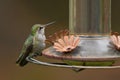 Anna's Hummingbird Royalty Free Stock Photo