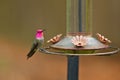 Anna's Hummingbird Royalty Free Stock Photo
