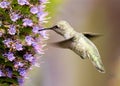 Anna`s Hummingbird adult female feeding on pride of Madeira nectar Royalty Free Stock Photo