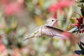 Anna`s Hummingbird adult female flying towards food source Royalty Free Stock Photo