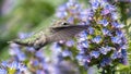 Anna\'s Hummingbird adult female hovering and feeding Royalty Free Stock Photo