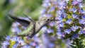 Anna\'s Hummingbird adult female hovering and feeding Royalty Free Stock Photo