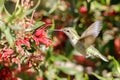 Anna`s Hummingbird adult female hovering and sipping nectar Royalty Free Stock Photo