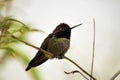 Anna`s Hummingbird on Branch Close Up