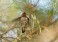 Anna`s hummingbird perched in a pine tree with wings open Royalty Free Stock Photo