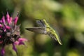 Anna's hummingbird, calypte anna