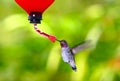 Anna's Hummingbird~ Calypte Anna Royalty Free Stock Photo