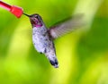 Anna's Hummingbird~ Calypte Anna Royalty Free Stock Photo