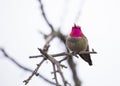 Anna`s hummingbird Calypte anna Royalty Free Stock Photo