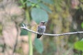 Anna`s Hummingbird Calypte anna on a branch Royalty Free Stock Photo