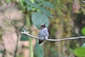 Anna`s Hummingbird Calypte anna on a branch Royalty Free Stock Photo