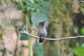 Anna`s Hummingbird Calypte anna on a branch Royalty Free Stock Photo