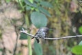 Anna`s Hummingbird Calypte anna on a branch Royalty Free Stock Photo