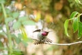 Anna`s Hummingbird Calypte anna on a branch Royalty Free Stock Photo
