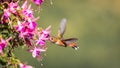 An Anna`s hummingbird Calypte anna feeds from a colorful Fuchsia bush.