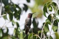 Anna`s Hummingbird Calypte anna on a ficus benjamina tree branch Royalty Free Stock Photo