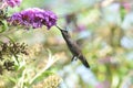 Anna`s Hummingbird Calypte anna Flying while Drinking Nectar from Butterfly Bush Royalty Free Stock Photo