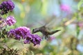 Anna`s Hummingbird Calypte anna Flying while Drinking Nectar from Butterfly Bush Royalty Free Stock Photo