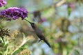 Anna`s Hummingbird Calypte anna Flying while Drinking Nectar from Butterfly Bush