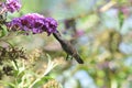 Anna`s Hummingbird Calypte anna Flying while Drinking Nectar from Butterfly Bush Royalty Free Stock Photo