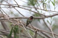 Anna`s Hummingbird Calypte anna Royalty Free Stock Photo