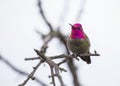 Anna`s hummingbird Calypte anna Royalty Free Stock Photo